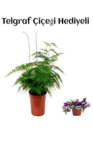 Tül Kuşkonmaz Çiçeği Sevgililer Gününe Özel