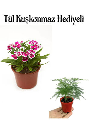 Hediyelik Pembe Renk Çin Karanfili Çiçeği Sevgililer Gününe Özel Tül Kuşkonmaz HEDİYELİ