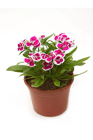 Hediyelik Pembe Renk Çin Karanfili Çiçeği Sevgililer Gününe Özel Tül Kuşkonmaz HEDİYELİ