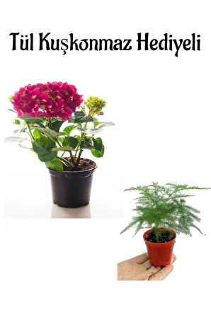 Sevgililer Gününe Özel Fuşya Renk Ortanca Çiçeği Tül Kuşkonmaz HEDİYELİ