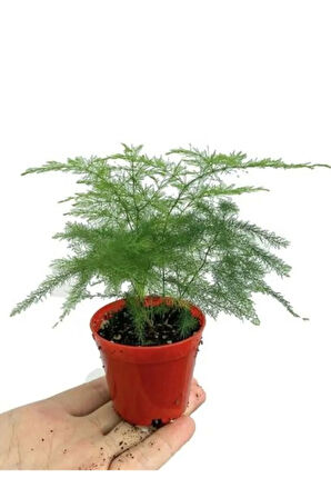 Bonsai Bitkisi Sevgililer Gününe Özel Tül Kuşkonmaz