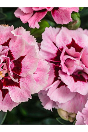 Yeni Sezon Ürün Mis Kokulu Pembe Renk 1 Adet Saksılı 15-25cm Pink Dianthus