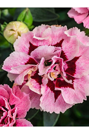 Yeni Sezon Ürün Mis Kokulu Pembe Renk 1 Adet Saksılı 15-25cm Pink Dianthus