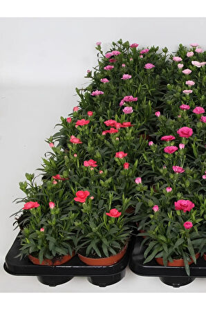 Dekoratif Kokulu Salon Ofis Çiçeği Pink Dianthus 1 Adet Saksılı 15-25cm