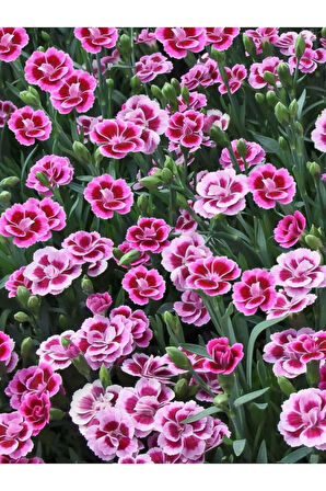 Kokulu Pembe Renk Ebruli Karanfil Çiçeği 1 Adet Saksılı Bodur Tür 15-25cm