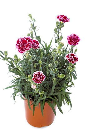 Kokulu Pembe Renk Ebruli Karanfil Çiçeği 1 Adet Saksılı Bodur Tür 15-25cm