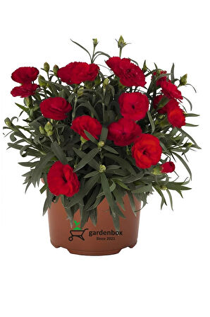 Dolgun Bol Çiçekli Kırmızı Renk Karanfil Çiçeği Bodur Cins 15-25cm Saksılı