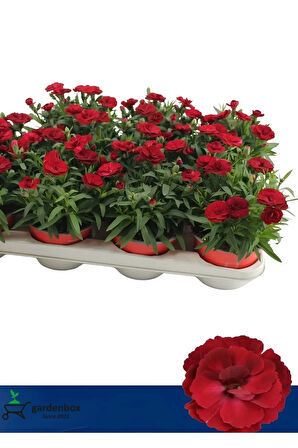 Dolgun Bol Çiçekli Kırmızı Renk Karanfil Çiçeği Bodur Cins 15-25cm Saksılı