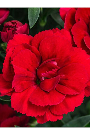 Dolgun Bol Çiçekli Kırmızı Renk Karanfil Çiçeği Bodur Cins 15-25cm Saksılı