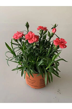 Yeni Sezon Yoğun Kokulu 3 Adet Karanfil Çiçeği Pembe-Kırmızı Renk Dianthus