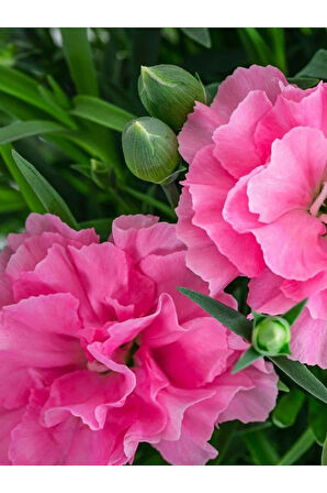 Açık Pembe Karanfil Çiçeği Kokulu Pink Dianthus Saksılı 1 Adet 15-25cm