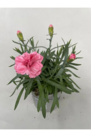 Açık Pembe Karanfil Çiçeği Kokulu Pink Dianthus Saksılı 1 Adet 15-25cm