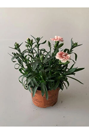 Yeni Sezon Bol Çiçekli 5 Adet Karanfil Çiçeği Renkli Bodur Tür 15-25CM