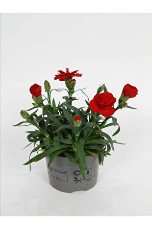 Yeni Sezon Bol Çiçekli 5 Adet Karanfil Çiçeği Renkli Bodur Tür 15-25CM