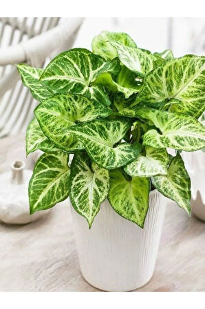 Çok Avantajlı Melek Kanadı Xl Iç Mekan Bitkisi (syngonium Podophyllum 'white Butterfly')