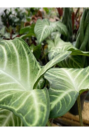 Çok Avantajlı Melek Kanadı Xl Iç Mekan Bitkisi (syngonium Podophyllum 'white Butterfly')