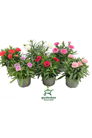 Avantajlı Fiyata 6 Adet Rengarenk Kokulu Karanfil Çiçeği 15-30cm Bodur Cins