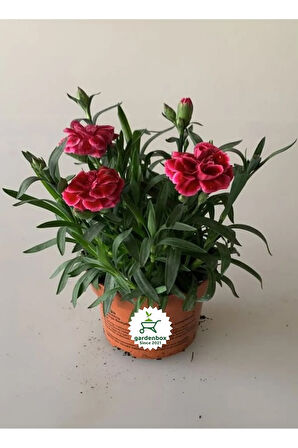 Avantajlı Fiyata 6 Adet Rengarenk Kokulu Karanfil Çiçeği 15-30cm Bodur Cins