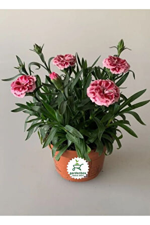 Kokulu Pembe Ebruli Karanfil Çiçeği 15-25 CM Saksılı Bahçe Balkon Çiçeği