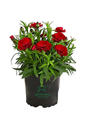 Kokulu Kırmızı Karanfil Çiçeği Bodur Cins Red Dianthus 1 ADET Saksılı 15-25cm