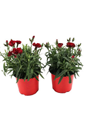 Kokulu Kırmızı Karanfil Çiçeği Bodur Cins Red Dianthus 1 ADET Saksılı 15-25cm