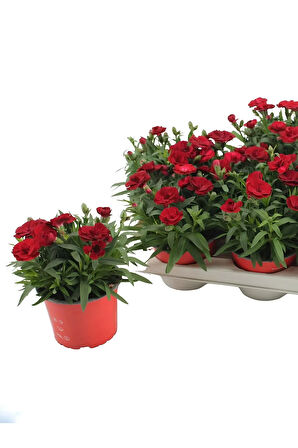 Kokulu Kırmızı Karanfil Çiçeği Bodur Cins Red Dianthus 1 ADET Saksılı 15-25cm