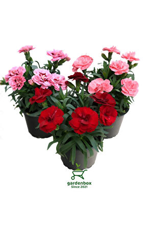 Kokulu Karanfil Çiçeği Kırmızı-Pembe 3 Adet Saksılı Bodur Tür 15-25cm Dianthus
