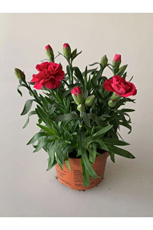 Kokulu Karanfil Çiçeği Kırmızı-Pembe 3 Adet Saksılı Bodur Tür 15-25cm Dianthus