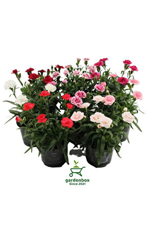 Rengarenk Kokulu Bodur Karanfil Çiçeği 4 Adet Avantajlı Ürün Yeni Sezon