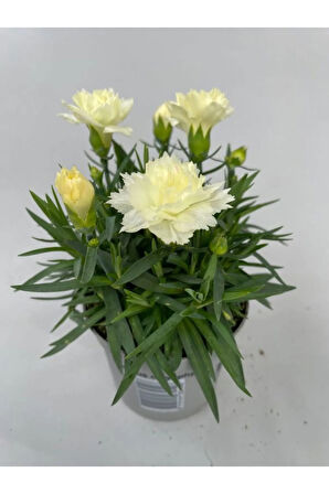 Rengarenk Kokulu Bodur Karanfil Çiçeği 4 Adet Avantajlı Ürün Yeni Sezon