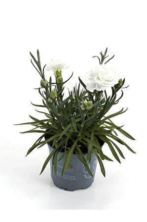 Rengarenk Kokulu Bodur Karanfil Çiçeği 4 Adet Avantajlı Ürün Yeni Sezon