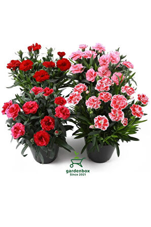 Mis Kokulu 4 Adet Karanfil Çiçeği Bodur Tür Dianthus Çiçekli Bitki 15-25cm