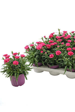 Avantajlı Ürün Yeni Sezon Bol Çiçekli Pembe Renk Karanfil Çiçeği 1 ADET 15-25cm