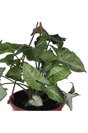 Melek Kanadı Çiçeği - Ok Başı Sarmaşığı (syngonium) Askılı Saksı'da
