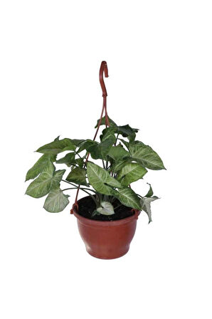 Melek Kanadı Çiçeği - Ok Başı Sarmaşığı (syngonium) Askılı Saksı'da