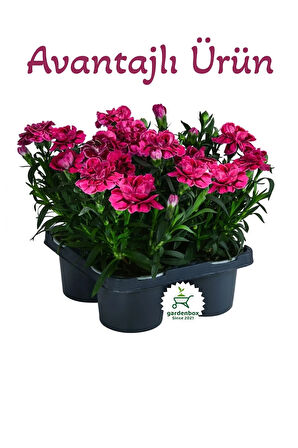 Mis Kokulu Fuşya Renk Karanfil Çiçeği Avantajlı Ürün 4 Adet Saksılı 15-25cm Dianthus