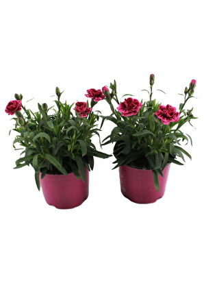 Mis Kokulu Fuşya Renk Karanfil Çiçeği Avantajlı Ürün 4 Adet Saksılı 15-25cm Dianthus