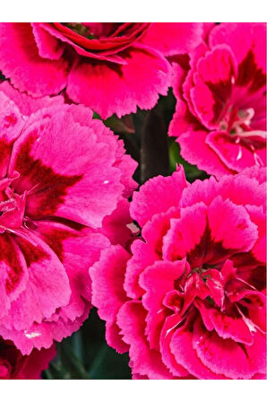 Mis Kokulu Fuşya Renk Karanfil Çiçeği Avantajlı Ürün 4 Adet Saksılı 15-25cm Dianthus