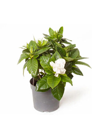 Gardenya Tomurcuk Çiçekli Gardenia Jasminoides 15 Cm