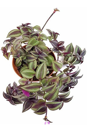 Canlı Dekoratif Salon Çiçeği 1 Adet Saksılı Telgraf Tradescantia Zebrina