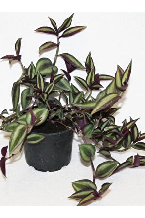 Canlı Dekoratif Salon Çiçeği 1 Adet Saksılı Telgraf Tradescantia Zebrina