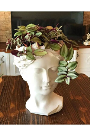 Çok Avantajlı Telgraf Çiçeği Askılı Saksı Tradescantia Zebrina Çiçeği