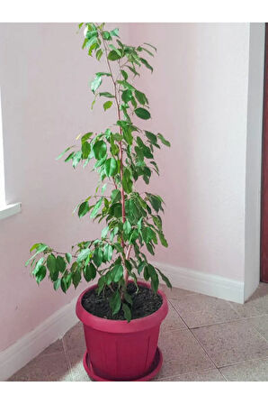 Şeflera 3lü , Beşparmak Çiçeği