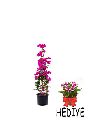 Videolu Öğretmenler Gününe Özel Hüsnüyusuf Hediyeli Begonvil 30 40cm 1adet Saksılı Bougainvillea