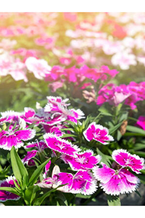 Videolu Öğretmenler Gününe Özel Hüsnüyusuf Hediyeli Begonvil 30 40cm 1adet Saksılı Bougainvillea