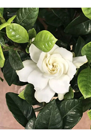Videolu 1 Adet Çiçekli Yoğun Kokulu Gardenya Çiçeği 20-30 Cm Saksılı Iç Mekan Bitkileri Gardenia
