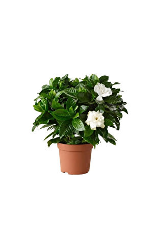 Videolu 1 Adet Çiçekli Yoğun Kokulu Gardenya Çiçeği 20-30 Cm Saksılı Iç Mekan Bitkileri Gardenia