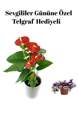 Hediyelik Antaoryum Çiçeği Sevgililer Gününe Özel TELGRAF HEDİYELİ