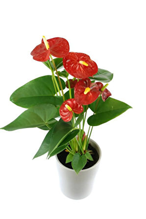 Hediyelik Antaoryum Çiçeği Sevgililer Gününe Özel TELGRAF HEDİYELİ