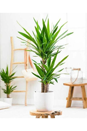 Kampanyalı Çiçeği (yucca) 2'li Dikim